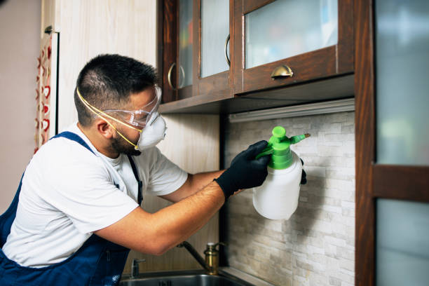 Best Flea Control Services  in Port Townsend, WA
