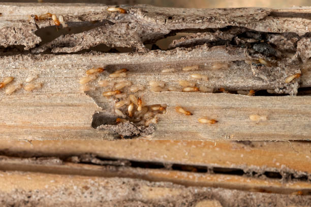Best Cockroach Control Services  in Port Townsend, WA